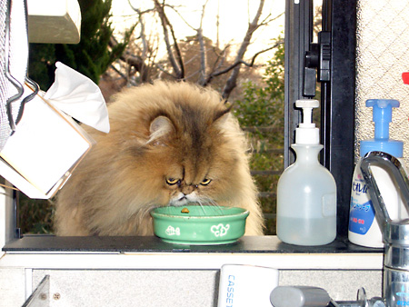 猫、チンチラ・来夢、来喜、ミドリガメ・マックス、コロタン