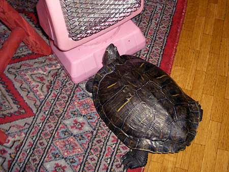 猫、チンチラ・来夢、来喜、ミドリガメ・マックス、コロタン