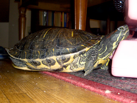 猫、チンチラ・来夢、来喜、ミドリガメ・マックス、コロタン