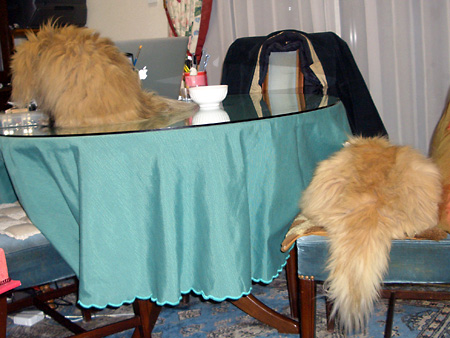 猫、チンチラ・来夢、来喜、ミドリガメ・マックス、コロタン