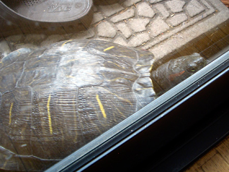 猫、チンチラ・来夢、来喜、ミドリガメ・マックス、コロタン