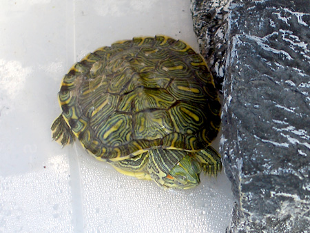 猫、チンチラ・来夢、来喜、ミドリガメ・マックス、コロタン