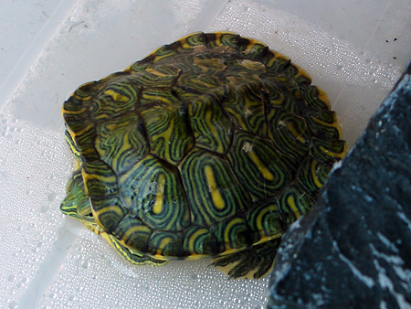 猫、チンチラ・来夢、来喜、ミドリガメ・マックス、コロタン