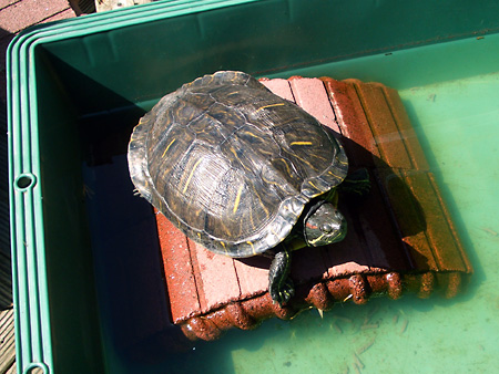 猫、チンチラ・来夢、来喜、ミドリガメ・マックス、コロタン