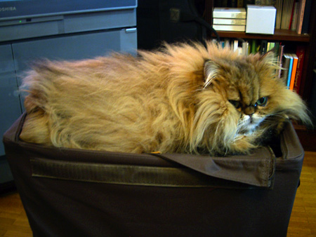 猫、チンチラ・来夢、来喜、ミドリガメ・マックス、コロタン