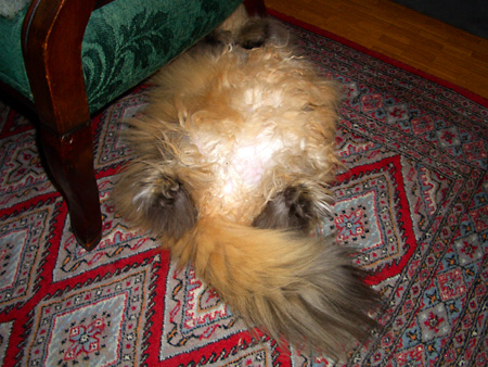 猫、チンチラ・来夢、来喜、ミドリガメ・マックス、コロタン