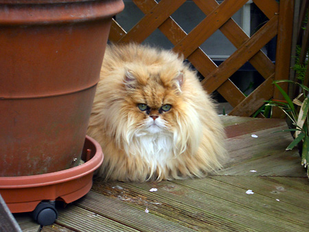 猫、チンチラ・来夢、来喜、ミドリガメ・マックス、コロタン