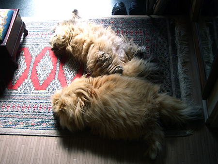 猫、チンチラ・来夢、来喜、ミドリガメ・マックス、コロタン