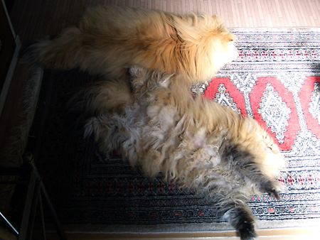 猫、チンチラ・来夢、来喜、ミドリガメ・マックス、コロタン