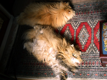 猫、チンチラ・来夢、来喜、ミドリガメ・マックス、コロタン