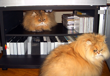 猫, チンチラ・ゴールデン, 来夢, 来喜