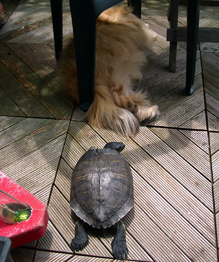 猫, チンチラ・ゴールデン, 来夢, 来喜