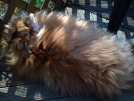 猫, チンチラ・ゴールデン, 来夢, 来喜