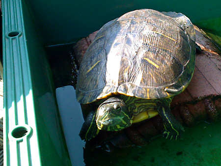 猫、チンチラ・来夢、来喜、ミドリガメ・マックス、コロタン