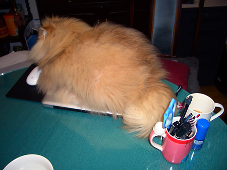 猫、チンチラ・来夢、来喜、ミドリガメ・マックス、コロタン