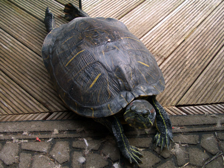 猫、チンチラ・来夢、来喜、ミドリガメ・マックス、コロタン