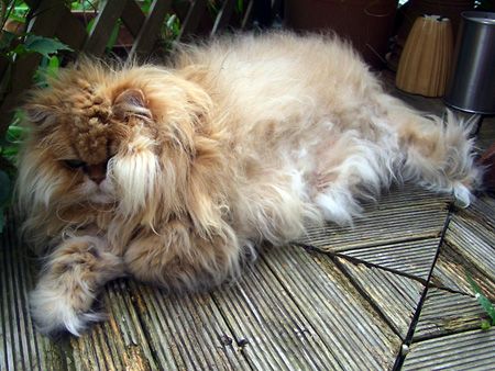 猫、チンチラ・来夢、来喜、ミドリガメ・マックス、コロタン