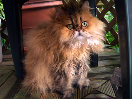 猫、チンチラ・来夢、来喜、ミドリガメ・マックス、コロタン