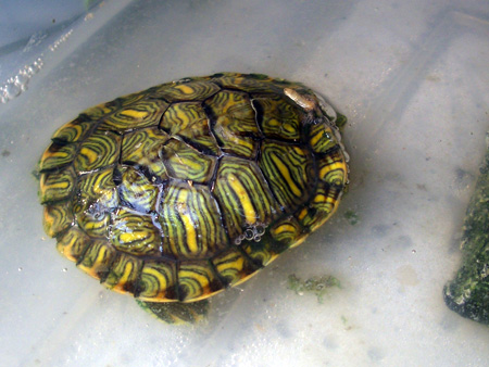 猫、チンチラ・来夢、来喜、ミドリガメ・マックス、コロタン