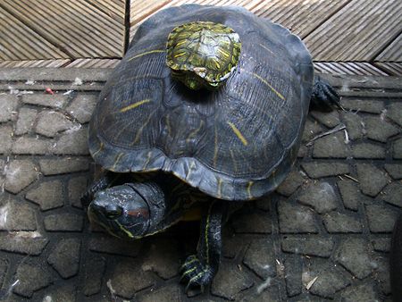 猫、チンチラ・来夢、来喜、ミドリガメ・マックス、コロタン