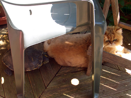 猫、チンチラ・来夢、来喜、ミドリガメ・マックス、コロタン