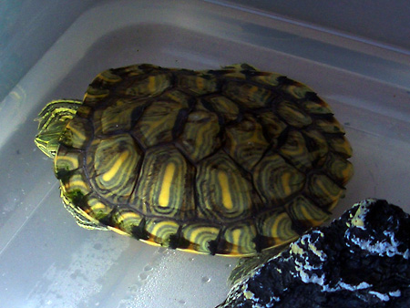 猫、チンチラ・来夢、来喜、ミドリガメ・マックス、コロタン