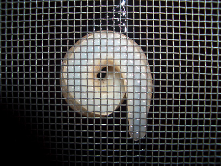 猫、チンチラ・来夢、来喜、ミドリガメ・マックス、コロタン