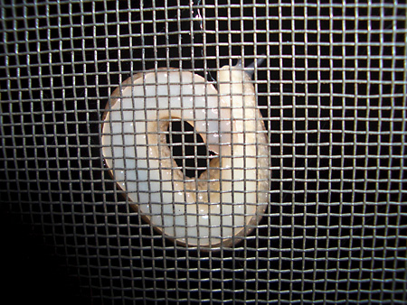 猫、チンチラ・来夢、来喜、ミドリガメ・マックス、コロタン