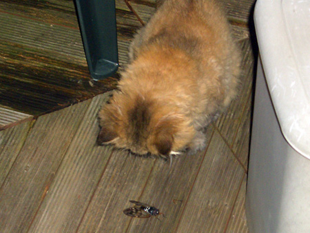 猫、チンチラ・来夢、来喜、ミドリガメ・マックス、コロタン