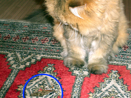 猫、チンチラ・来夢、来喜、ミドリガメ・マックス、コロタン