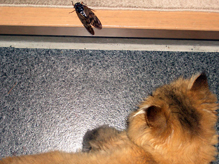 猫、チンチラ・来夢、来喜、ミドリガメ・マックス、コロタン