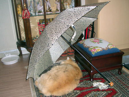 猫、チンチラ・来夢、来喜、ミドリガメ・マックス、コロタン