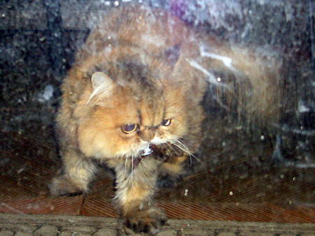 猫、チンチラ・来夢、来喜、ミドリガメ・マックス、コロタン