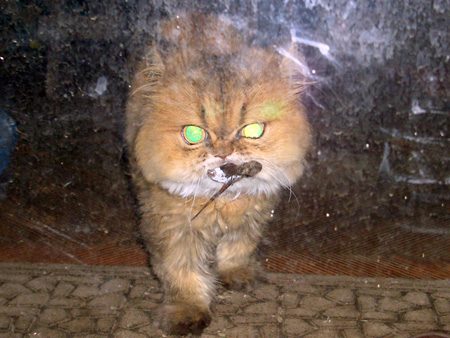 猫、チンチラ・来夢、来喜、ミドリガメ・マックス、コロタン