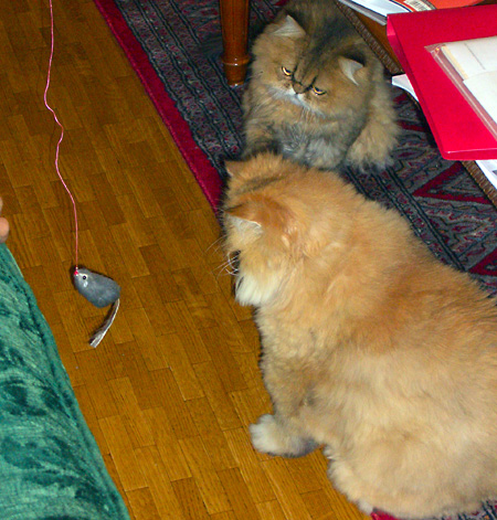 猫, チンチラ・ゴールデン, 来夢, 来喜