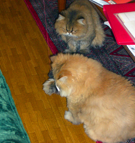 猫, チンチラ・ゴールデン, 来夢, 来喜