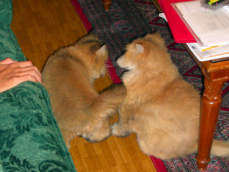 猫、チンチラ・来夢、来喜、ミドリガメ・マックス、コロタン