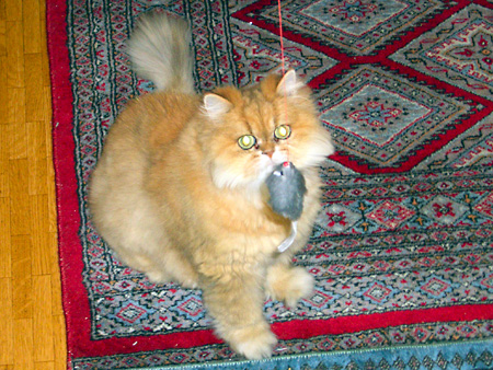 猫、チンチラ・来夢、来喜、ミドリガメ・マックス、コロタン