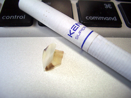 猫、チンチラ・来夢、来喜、ミドリガメ・マックス、コロタン