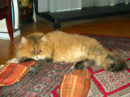 猫、チンチラ・来夢、来喜、ミドリガメ・マックス、コロタン