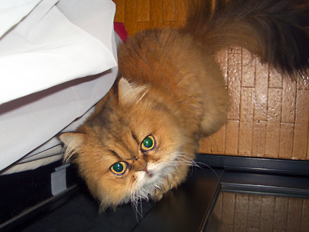 猫、チンチラ・来夢、来喜、ミドリガメ・マックス、コロタン