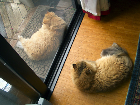 猫、チンチラ・来夢、来喜、ミドリガメ・マックス、コロタン