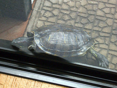 猫、チンチラ・来夢、来喜、ミドリガメ・マックス、コロタン