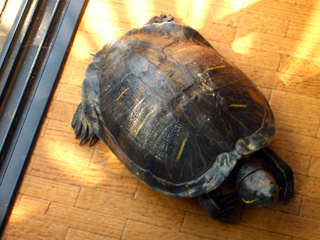 猫、チンチラ・来夢、来喜、ミドリガメ・マックス、コロタン