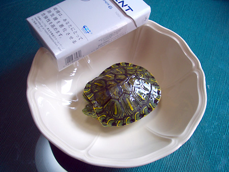 猫、チンチラ・来夢、来喜、ミドリガメ・マックス、コロタン