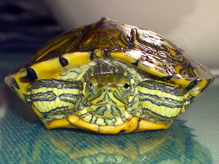 猫、チンチラ・来夢、来喜、ミドリガメ・マックス、コロタン