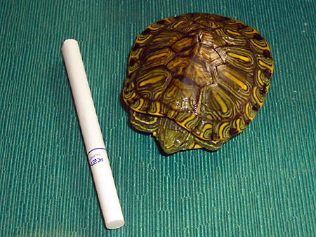 猫、チンチラ・来夢、来喜、ミドリガメ・マックス、コロタン