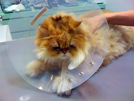 猫、チンチラ・来夢、来喜、ミドリガメ・マックス、コロタン