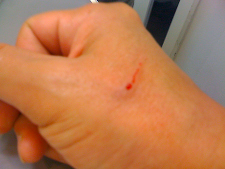 猫、チンチラ・来夢、来喜、ミドリガメ・マックス、コロタン