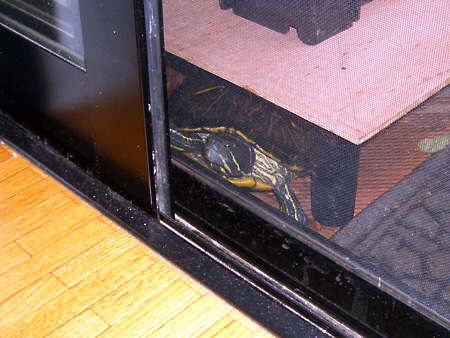 猫、チンチラ・来夢、来喜、ミドリガメ・マックス、コロタン